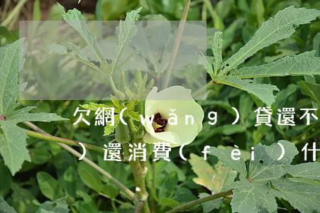 欠網(wǎng)貸還不上不說(shuō)還消費(fèi)什么心理-欠網(wǎng)貸錢(qián)不還