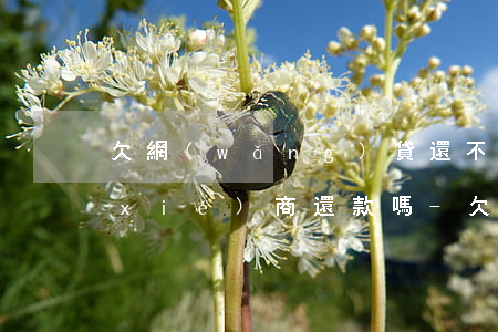 欠網(wǎng)貸還不上可以找中介協(xié)商還款嗎-欠網(wǎng)貸還不上可以找中介協(xié)商還款嗎