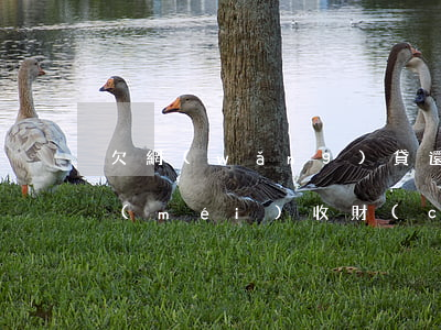 欠網(wǎng)貸還不上會(huì)沒(méi)收財(cái)產(chǎn)么(欠網(wǎng)貸不還會(huì)沒(méi)收房子嗎)