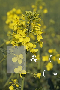 欠網(wǎng)貸還不上算逃廢債嗎(欠債網(wǎng)貸不還會怎樣)