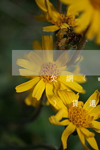 欠網(wǎng)貸還不完(欠網(wǎng)貸還完就沒事了是吧)
