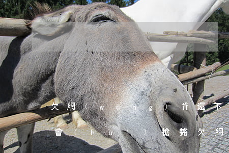 欠網(wǎng)貸還不起會(huì)不會(huì)槍斃(欠網(wǎng)貸還不起會(huì)不會(huì)槍斃)