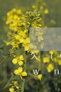 欠網(wǎng)貸還不起會利滾利嗎(網(wǎng)貸滾利還不起了怎么辦)