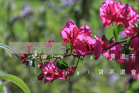 欠網(wǎng)貸還不起會坐牢嗎(欠了網(wǎng)貸不還會不會坐牢)