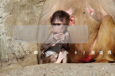 欠網(wǎng)貸還債截圖