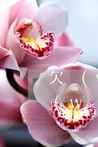 欠網(wǎng)貸還能做自媒體嗎(欠了網(wǎng)貸可以貸款嗎)