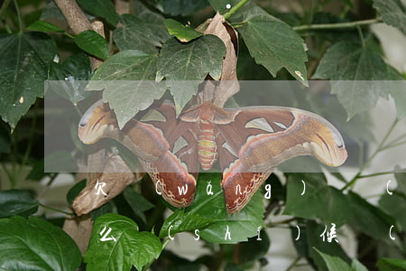 欠網(wǎng)貸錢(qián)不還什么時(shí)候開(kāi)庭(欠錢(qián)網(wǎng)貸不還法院起訴 需要多久)