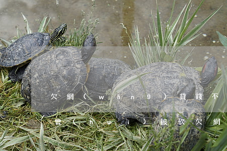 欠網(wǎng)貸錢不還會(huì)不會(huì)被砍(欠網(wǎng)貸不還會(huì)被判刑嗎)