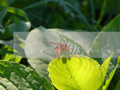 欠網(wǎng)貸長期失聯(lián)會(huì)怎么樣(欠網(wǎng)貸長期失聯(lián)會(huì)怎么樣)