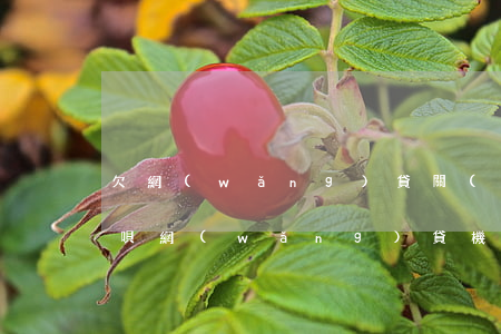 欠網(wǎng)貸關(guān)閉了借唄(網(wǎng)貸機(jī)構(gòu)全部停業(yè)借唄)