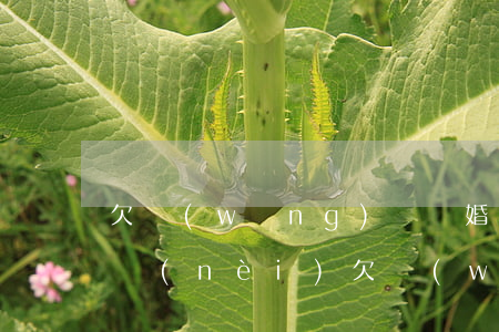 欠網(wǎng)貸離婚可以凈身出戶嗎(婚內(nèi)欠網(wǎng)貸離婚怎么處理)