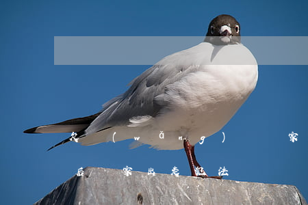 欠網(wǎng)貸離家出走掙錢還債(欠債后離家出走犯法嗎)