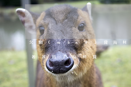 欠網(wǎng)貸高利貸告訴老婆(老婆背著我借了高利貸)