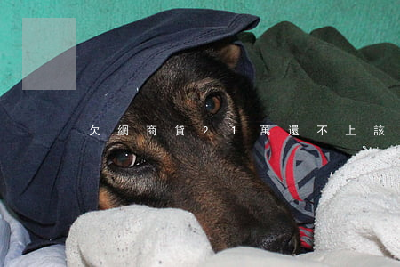欠網商貸21萬還不上該怎么辦-
