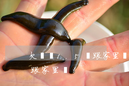 欠網貸1.5個跟家里說(欠網貸十幾萬怎么跟家里說)