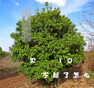 欠網貸10萬還不起了怎么辦(欠網貸10萬還不起了怎么辦)
