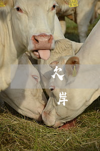 欠網貸15萬 上岸(網貸欠了10幾萬怎么上岸)