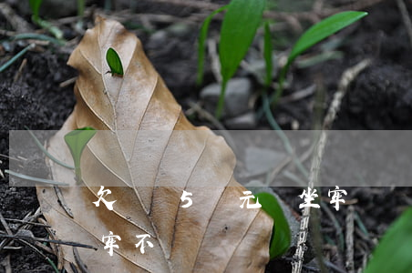 欠網貸5萬元會坐牢嗎(網貸欠五萬不還會坐牢不)
