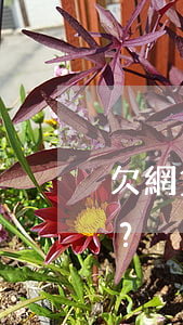 欠網貸5萬會影響辦信用卡嗎？需要還款嗎？