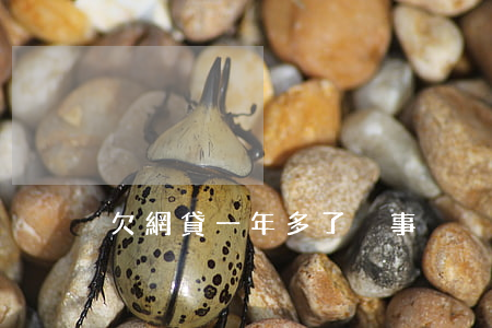 欠網貸一年多了沒事