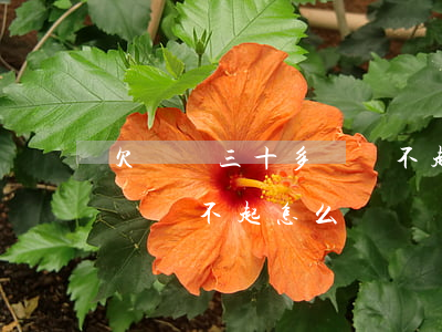 欠網貸三十多萬還不起怎么辦(欠網貸三十多萬還不起怎么辦)
