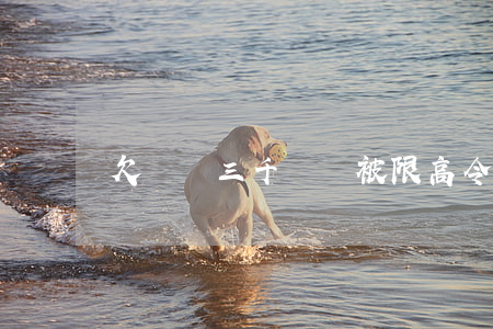 欠網貸三千塊會被限高令嗎(網貸被限高怎么還錢)
