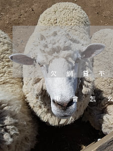 欠網貸不還了會怎么樣(欠網貸不想還了最嚴重會怎么樣)