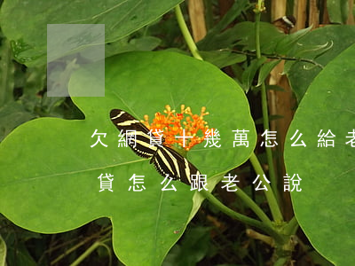 欠網貸十幾萬怎么給老公坦白(欠了十多萬網貸怎么跟老公說)