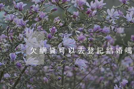 欠網貸可以去登記結婚嗎(有網貸可以結婚嗎)