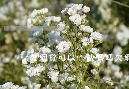 欠網貸可以換號碼嗎(欠網貸換電話號碼有用嗎)