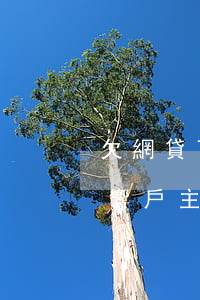 欠網貸可以申請深戶嗎(欠網貸人遷戶口會影響戶主嗎)
