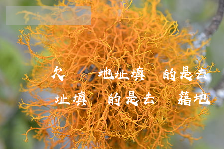 欠網貸地址填別的是去戶籍地嗎-欠網貸地址填別的是去戶籍地嗎有影響嗎