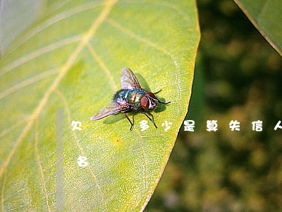 欠網貸多少是算失信人(欠網貸錢會上失信人名單嗎)