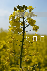欠網貸影響參軍(欠網貸當兵)