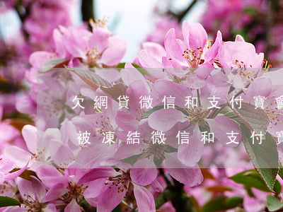 欠網貸微信和支付寶會被凍結嗎(網貸逾期會被凍結微信和支付寶嗎)