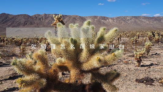 欠網貸怎么跟娘家坦白