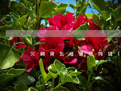 欠網貸怎樣會被拘留15天(欠網貸會拘留嗎)