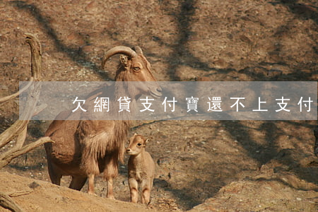 欠網貸支付寶還不上(支付寶網商貸還不上)