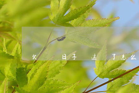 欠網貸日子沒法過了怎么辦(欠了網貸該怎么辦)