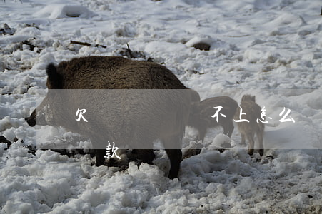 欠網貸暫時還不上 怎么協商(欠網貸可以協商還款嗎)