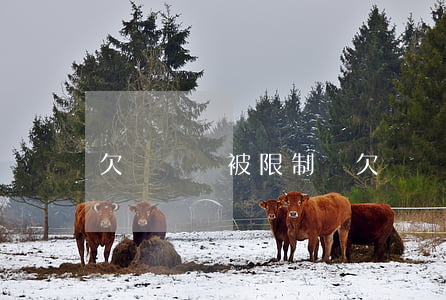 欠網貸會被限制嗎(欠網貸不還會被抓嗎)
