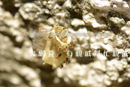 欠網貸沒有親戚幫忙(親戚欠了網貸該不該幫)