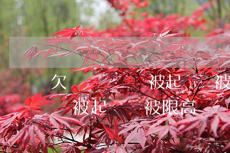 欠網貸沒錢還被起訴會被限高嗎(欠網貸沒錢還被起訴會被限高嗎)