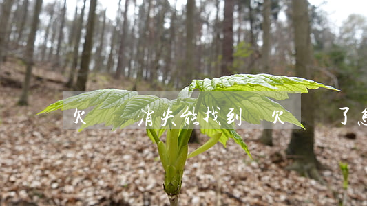 欠網貸消失能找到嗎(欠網貸了怎么辦)