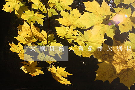 欠網貸的人有多慘(欠網貸的人有多慘)