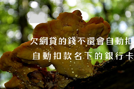 欠網貸的錢不還會自動扣嗎(不還網貸會不會自動扣款名下的銀行卡)