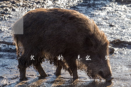 欠網貸的錢怎么還(欠網貸的錢怎么還掉)