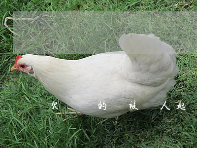 欠網貸的錢被別人起訴怎么辦