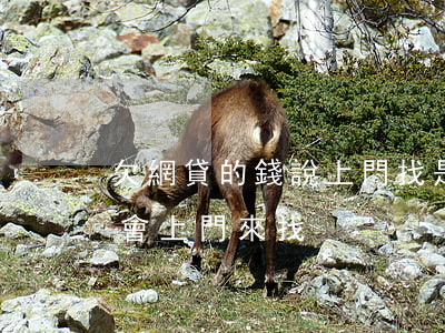 欠網貸的錢說上門找是真的嗎(欠了網貸會不會上門來找)