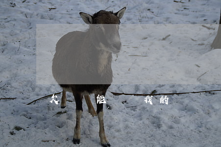 欠網貸能凍結我的賬戶嗎(欠網貸會凍結賬戶嗎)